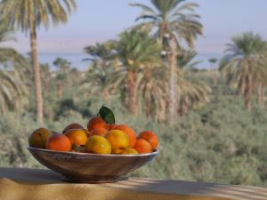 oasis-4665544_960_720